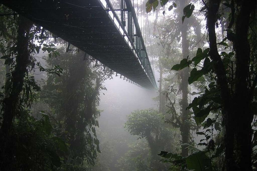 Canopy walk w koronach borneańskiej dżungli