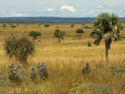 Malownicze krajobrazy w Parku Narodowym Murchison Falls, fot. T. Liptak