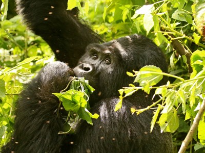 Obserwacje goryli górskich w Parku Narodowym Bwindi (UNESCO), fot. T. Liptak