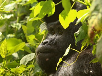 Obserwacje goryli górskich w Parku Narodowym Bwindi (UNESCO), fot. T. Liptak