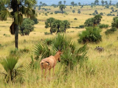 Park Narodowy Murchison Falls, fot. T. Liptak