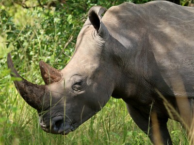 Rezerwat Ziwa Rhino to fantastyczne  miejsce na spotkanie z nosorożcami, fot. T. Liptak