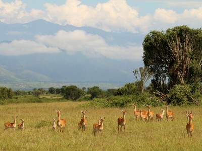 Safari w Parku Narodowy Queen Elizabeth, fot. T. Liptak