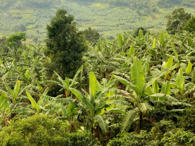 Uprawa bananów są ważną cześcią krajobrazu Ugandy, fot. T. Liptak