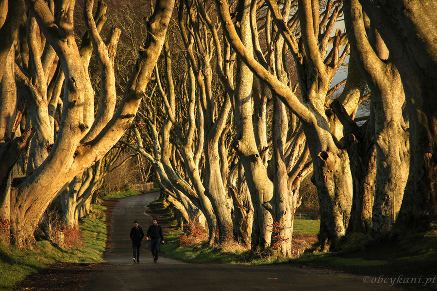 Dark Hedges, fot. S. Adamczak, okfoto.pl