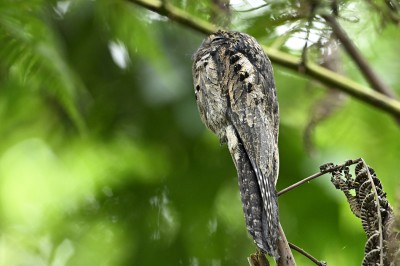 Nocolot szary (Nyctibius griseus), fot. Marek Klęk