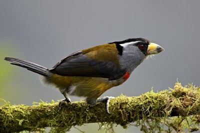 Tęgogłowik wielobarwny (Semnornis ramphastinus), fot. Marek Klęk