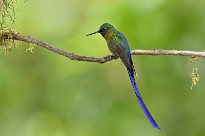 Komecik długosterny  (Aglaiocercus kingii), fot. Marek Klęk