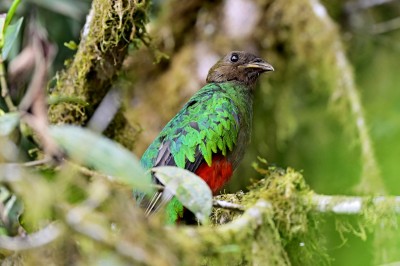 Kwezal złotogłowy (Pharomachrus auriceps), fot. Marek Klęk