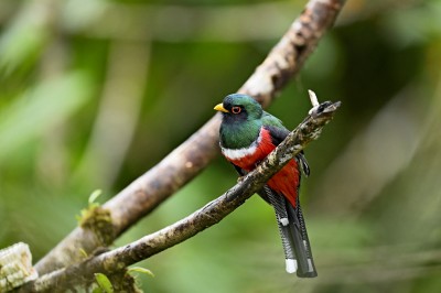 Trogon maskowy (Trogon personatus) , fot. Marek Klęk