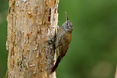 Drzewiarz górski (Lepidocolaptes lacrymiger), fot. Marek Klęk