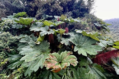 Parzeplin brazylijski, gunnera brazylijska (Gunnera manicata), fot. P. Kunysz