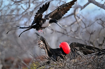 Fregata wielka (Magnificent frigatebird), Galapagos, fot. Marek Klęk