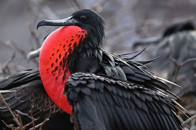 Fregata wielka (Magnificent frigatebird), Galapagos, fot. Marek Klęk