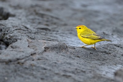 Lasówka złotawa (Setophaga petechia), Galapagos, fot. Marek Klęk