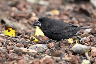 Darwinka wielkodzioba (Geospiza magnirostris), Galapagos, fot. Marek Klęk