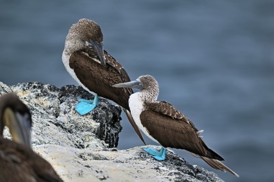 Głuptak niebieskonogi  (Sula nebouxii) , Galapagos, fot. Marek Klęk