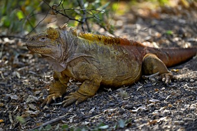 Legwan galapagoski (Conolophus subcristatus), Galapagos, fot. Marek Klęk