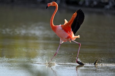 Flaming karmazynowy  (Phoenicopterus ruber), Galapagos, fot. Marek Klęk