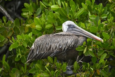 Pelikan brunatny (Pelecanus occidentalis), Galapagos, fot. Marek Klęk