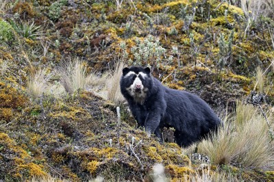 Niedźwiedź andyjski (Tremarctos ornatus), fot. Marek Klęk