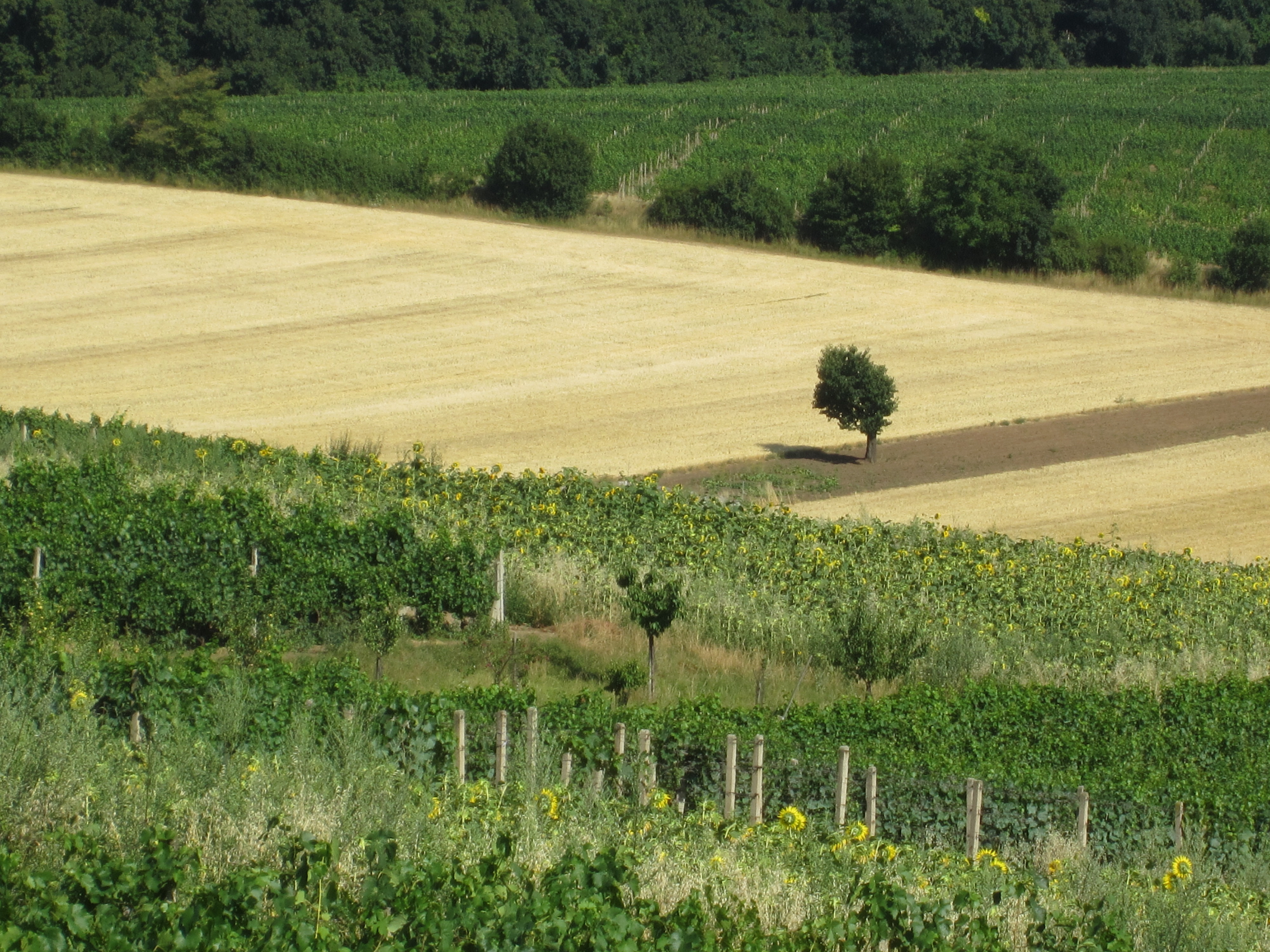 Morawskie pejzaże (fot. Marcin Zatorski)