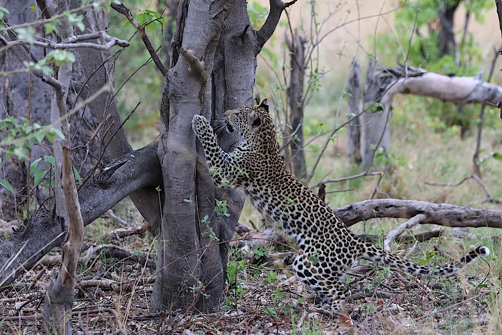 Botswana i bezpieczeństwo