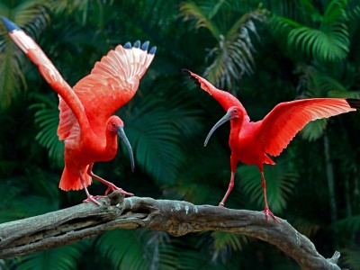 Ibis szkarłatny (Eudocimus ruber)