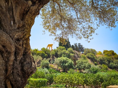 Widok na Świątynię Dioskurów z ogrodu Kolymbetra w Dolinie Świątyń w Agrigento,  fot M. Olszewska