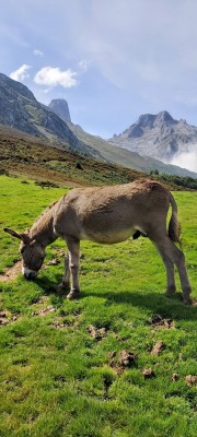 Na łąkach w pobliżu osady Pandebano z Naranjo de Bulnes w tle (fot. Joanna Rogoż)