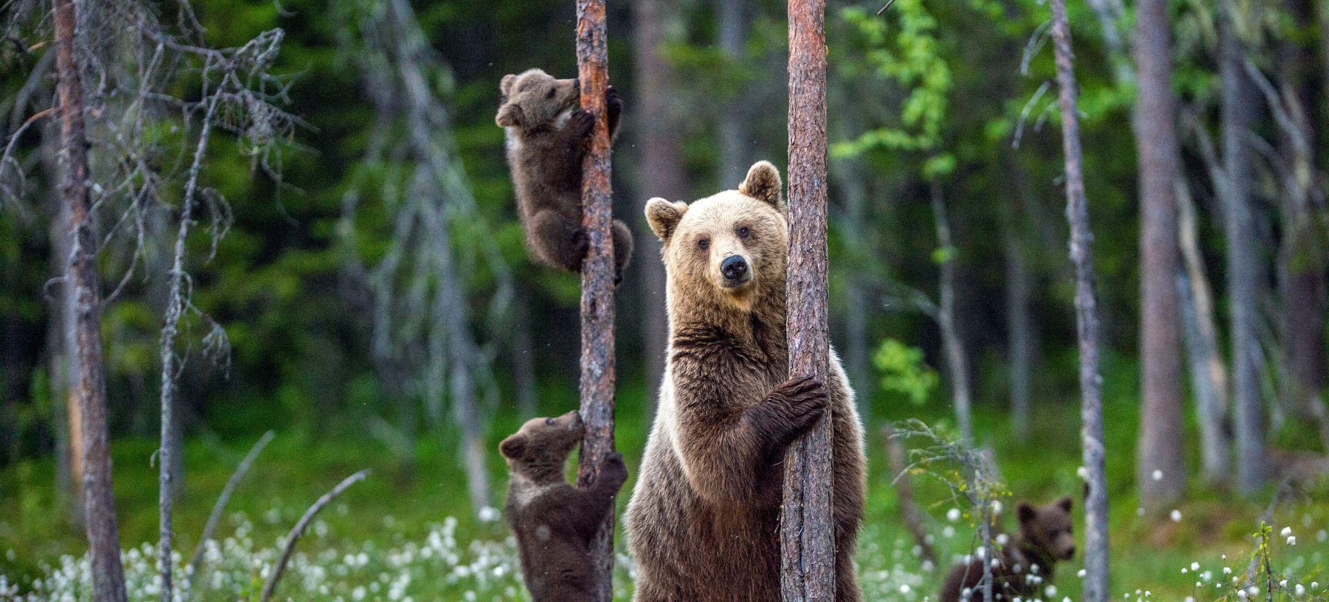 Niedźwiedzie i rosomaki - białe noce w tajdze