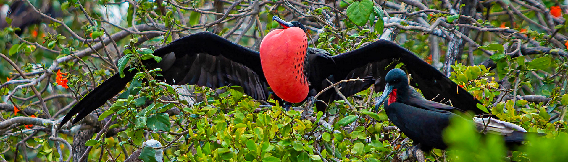 Przyroda Galapagos