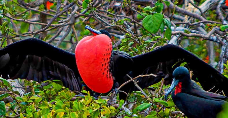 Przyroda Galapagos